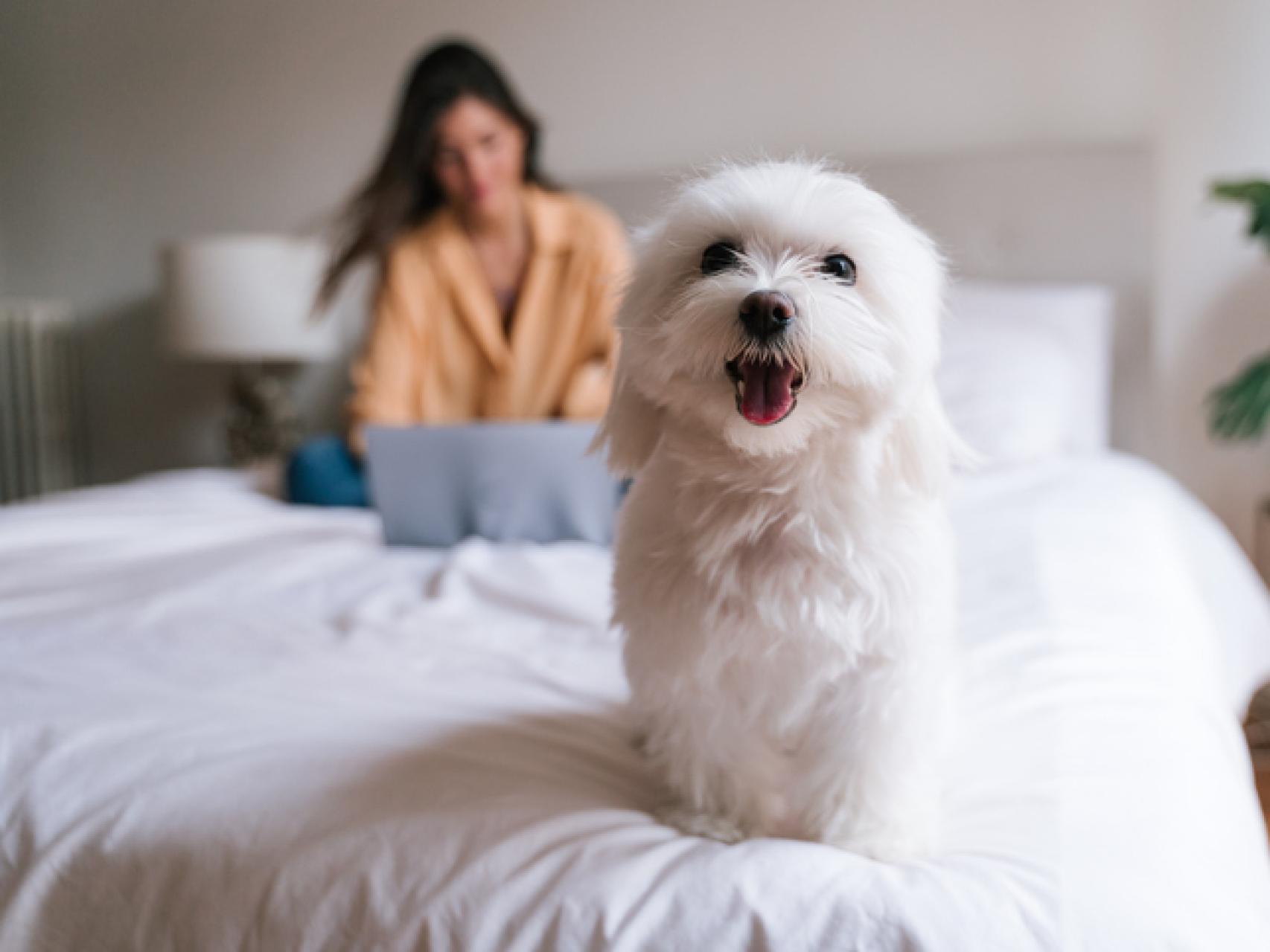 qué razas de perros tienen la piel suelta