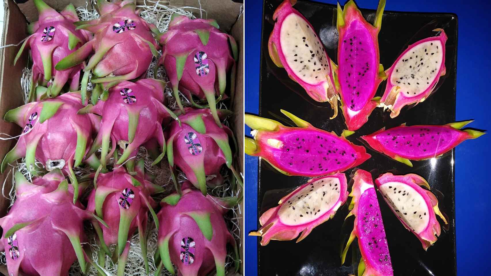 Cajas donde Miguel Ángel empaqueta los ejemplares de pitaya para sus clientes.