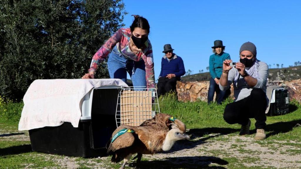 Los cuidadores liberan a un buitre leonado.