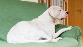 Cómo saber si un dogo argentino es puro