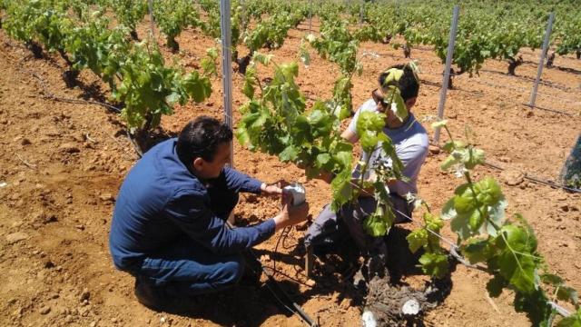 Dos operarios instalan las herramientas de VisualNacert en las viñas para el proyecto Innobobal.