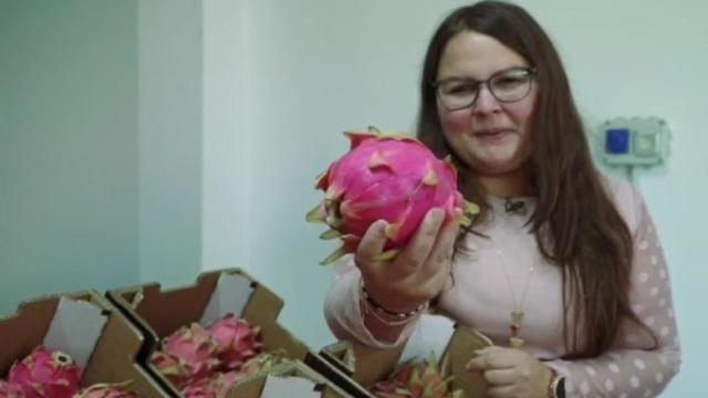 Isora vende a cinco euros el kilo la pitaya a Mercadona.