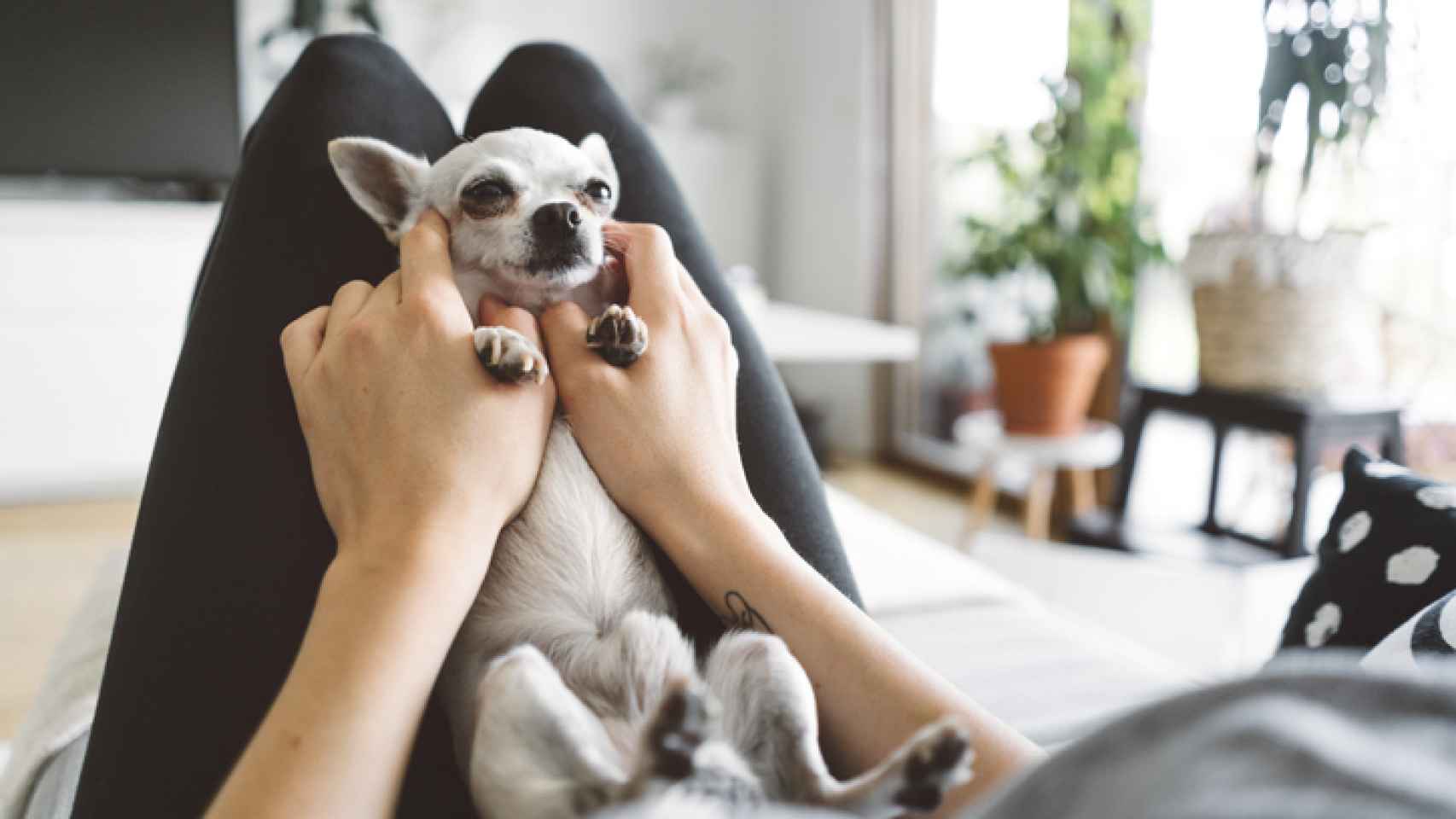 Las 5 razas de perros ideales para las personas que viven solas