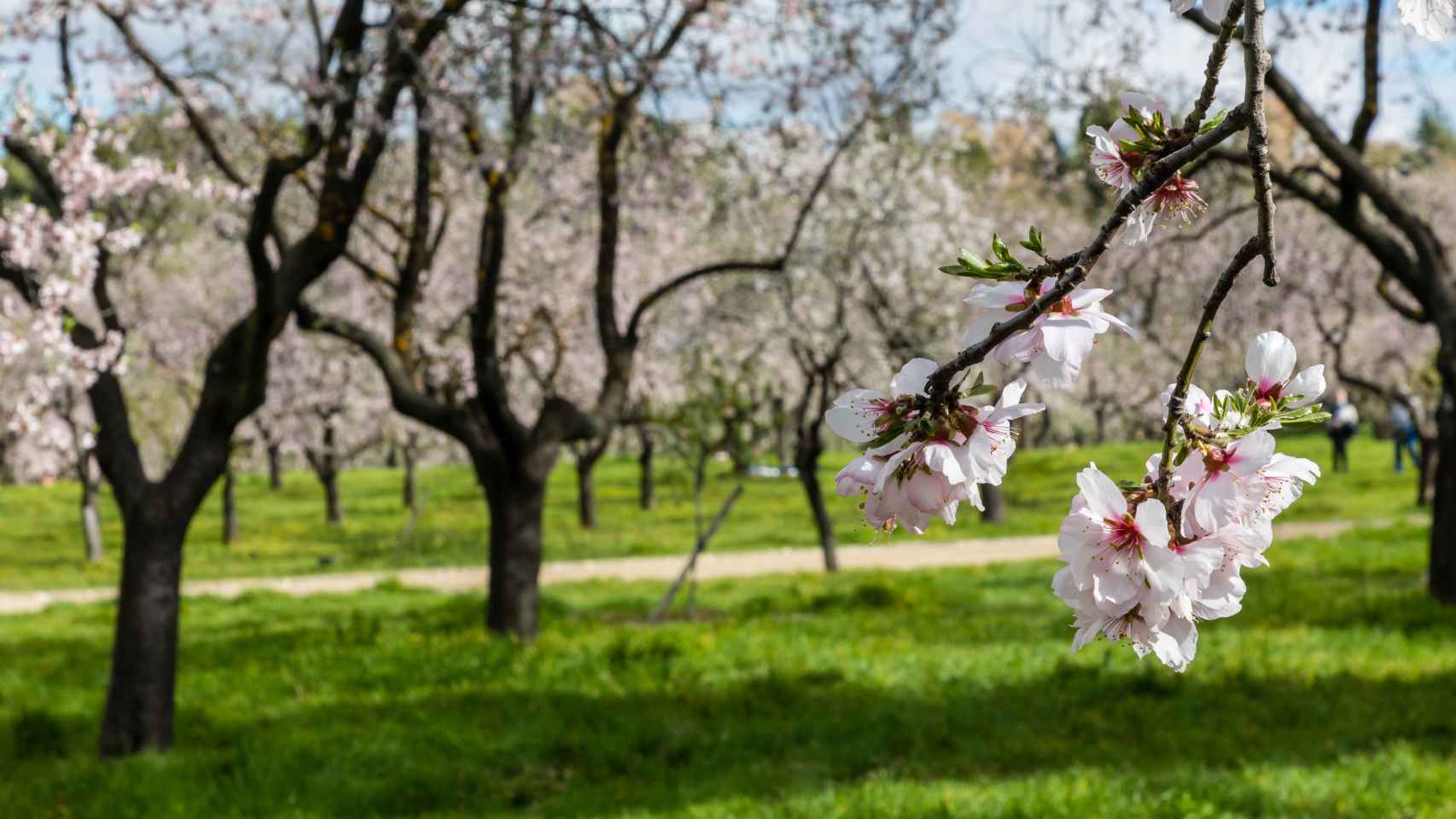 El fenómeno de la primavera y los mejores lugares para disfrutarlo en Castilla y León