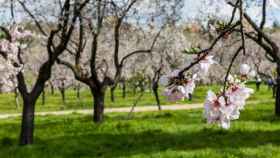 El fenómeno de la primavera y los mejores lugares para disfrutarlo en Castilla y León