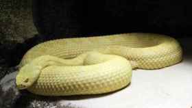 Una de las serpientes de cascabel que pueden verse en Faunia