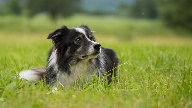 El test para saber si tu perro es superdotado