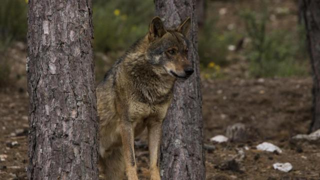 lobo ibérico