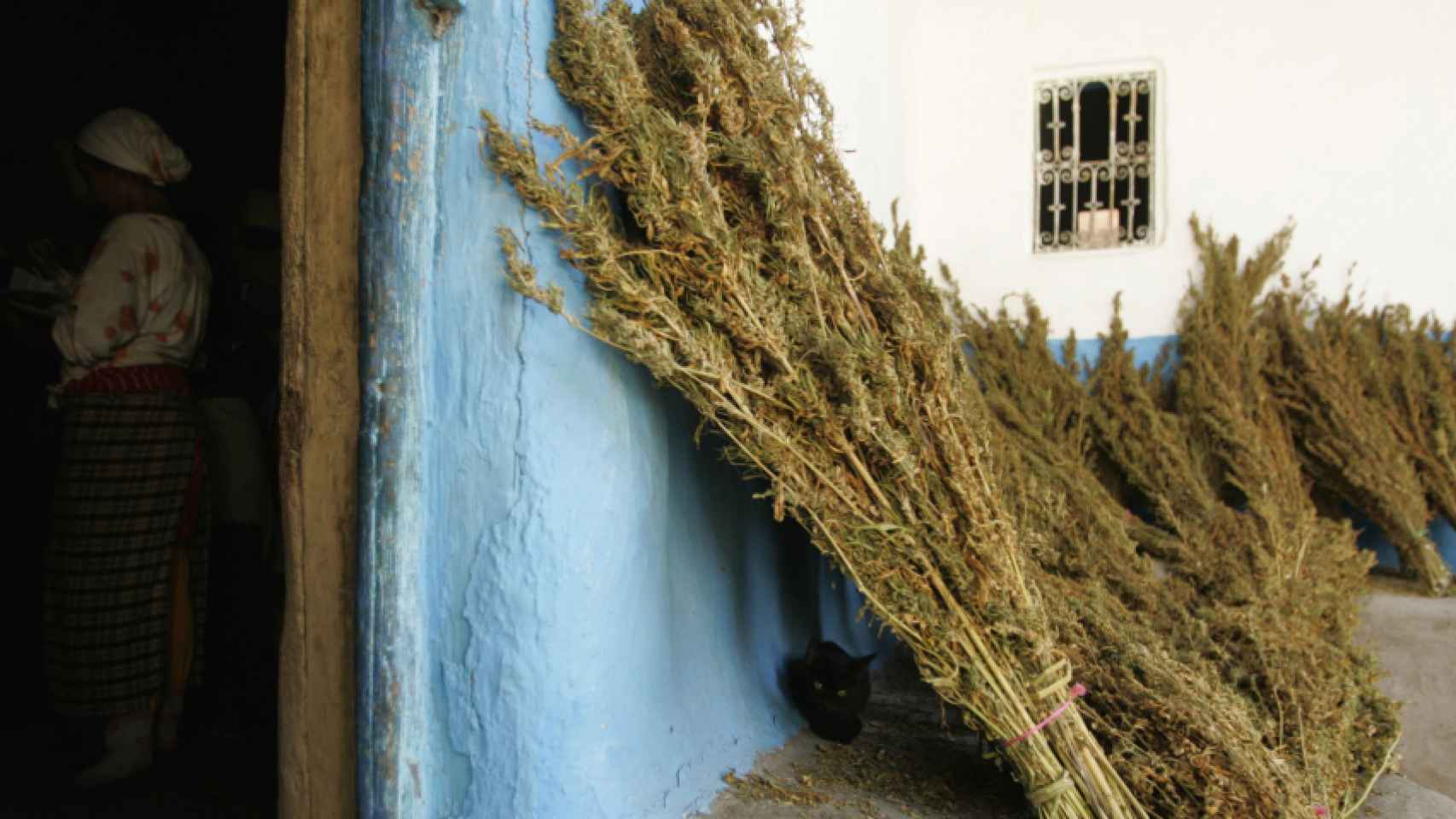 Plantación de cannabis en el Rif.