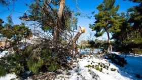 Árboles afectados por el temporal de nieve 'Filomena'. EP
