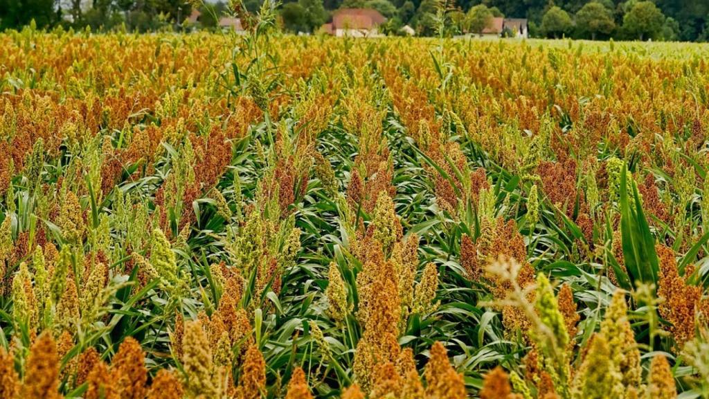 El sorgo es uno de los cereales menos conocidos en España, aunque con mucho potencial.