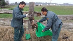 Agentes del SEPRONA recogen los restos de un ave envenenada.