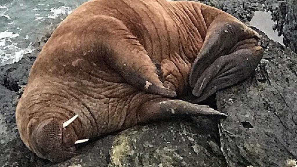 Una morsa ártica en la costa irlandesa.