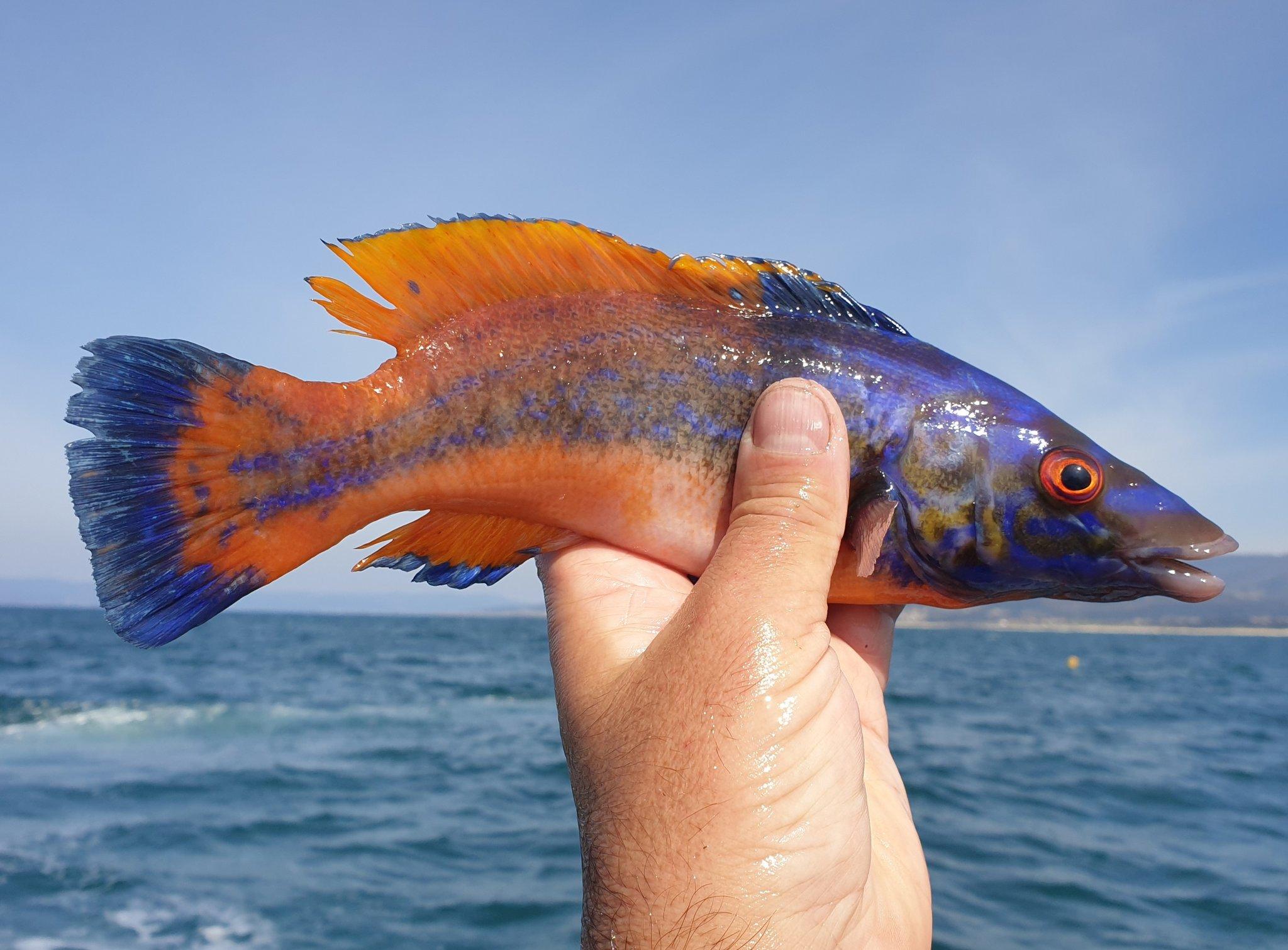 Ejemplar de Escorobellón (Fuente: Cedida)Santos suele compartir imágenes de peces recién capturados, como este escorobellón decolores llamativos