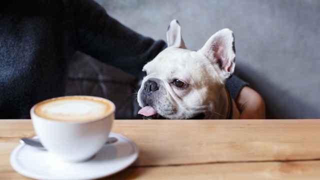 Aquí sí admiten perros: 10 locales dog friendly en Vigo