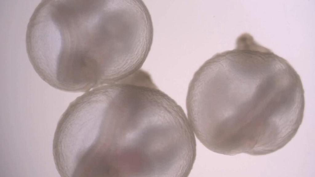 Embriones de ratón a partir de células humanas.