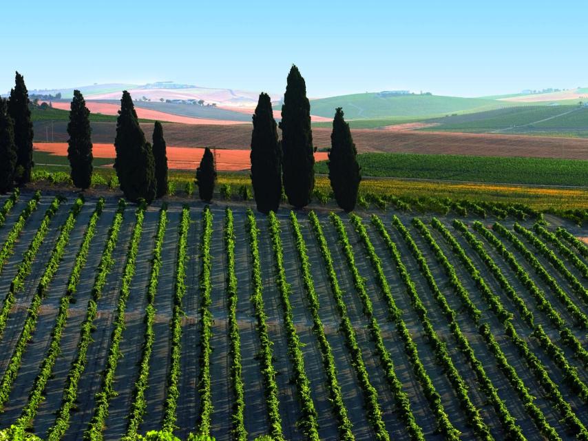 Ruta del Vino y el Brandy del Marco de Jerez.