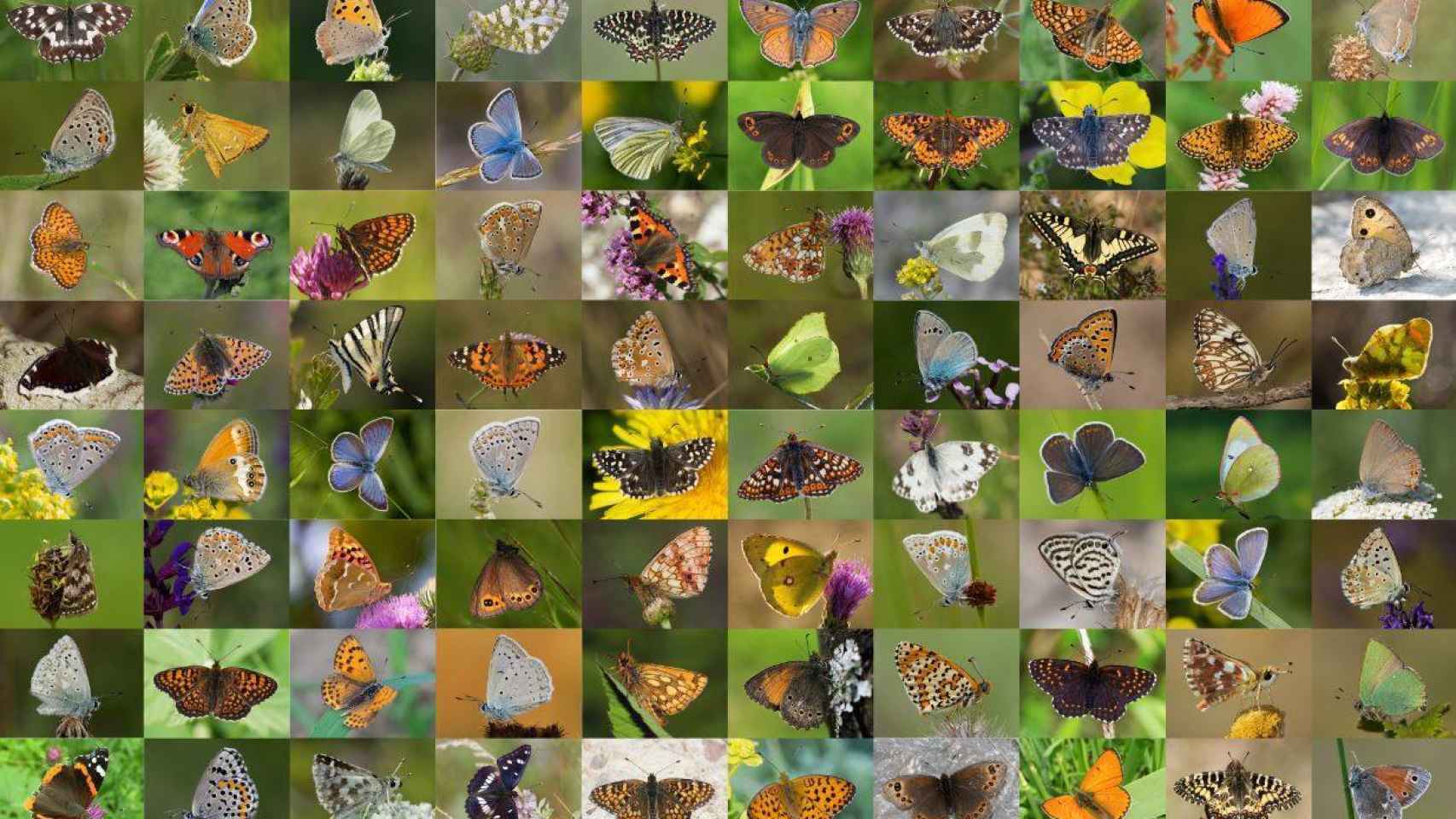 Imagen compuesta con algunas de las mariposas incluidas en la base de datos genética.
