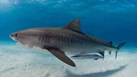Los tiburones tigre modernos pudieron surgir hace unos 13,8 millones de años, mucho antes de lo que se creía.