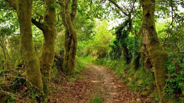 ¿Cómo reconocer los árboles de Galicia? Un libro electrónico te enseña