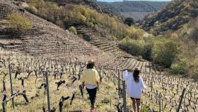 Senderismo por los bancales de la Ribeira Sacra, nueva propuesta de la gallega Ponte da Boga