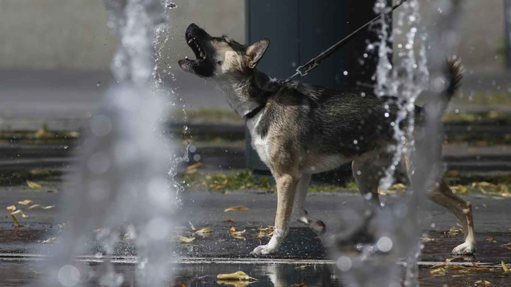 Un perro ladra entre dos chorros de agua.