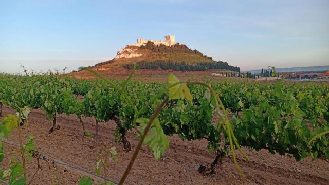 Una de las parcelas de viñedo de la Bodega Protos en Ribera del Duero.