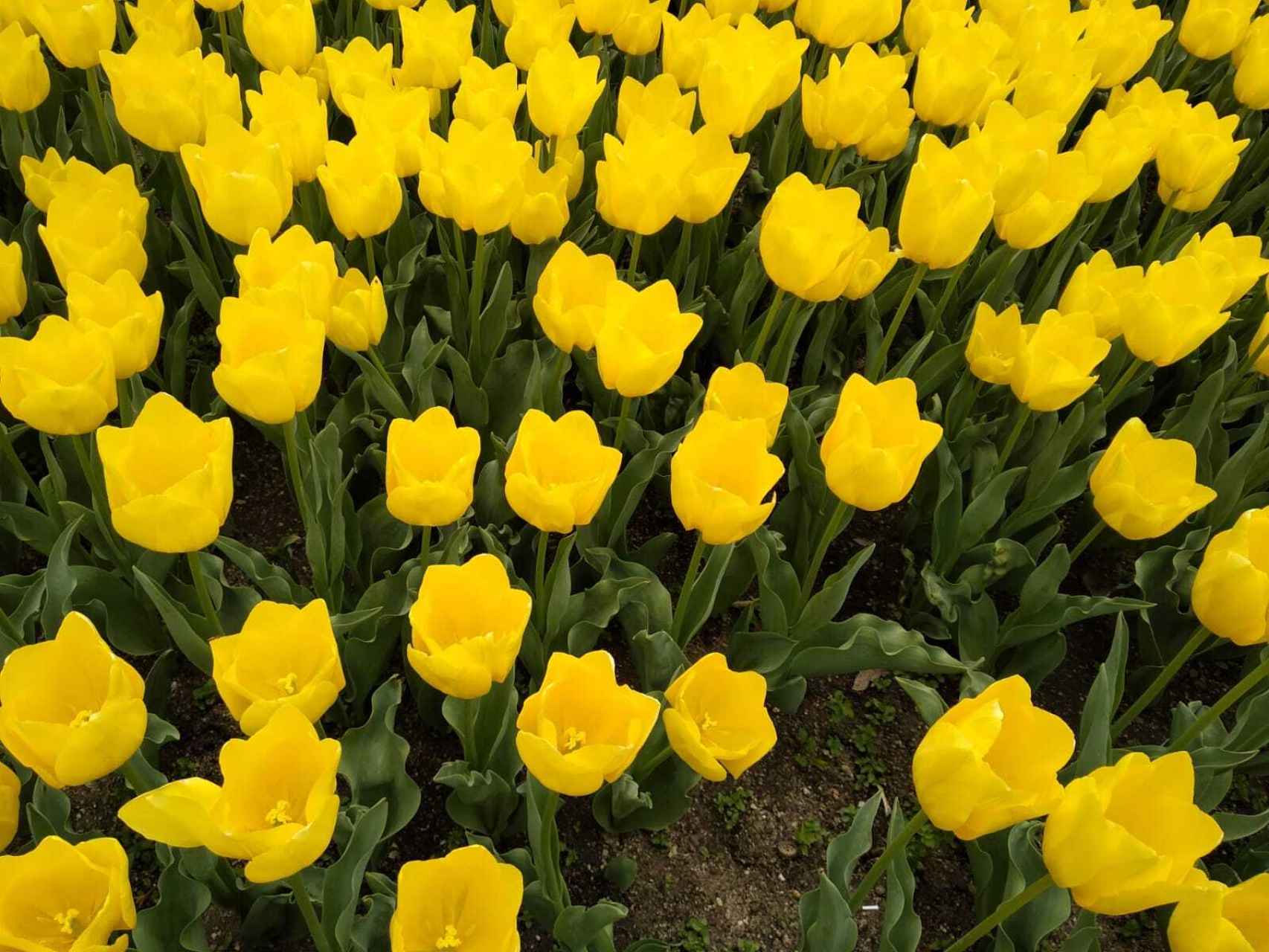 Los tulipanes en el Botánico.