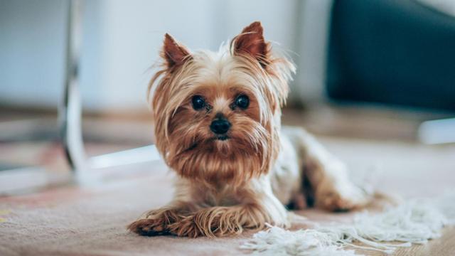 Las razas de perros que más ladran