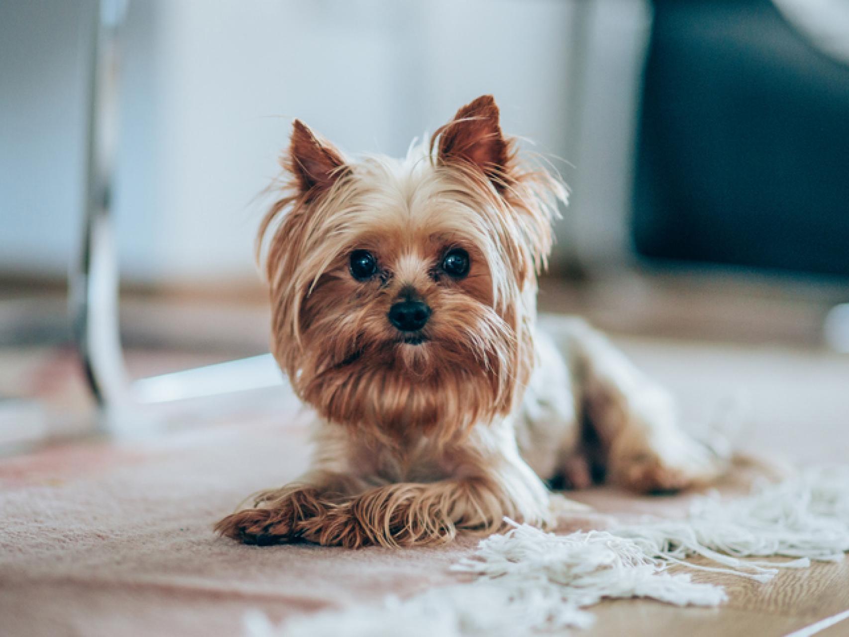 por qué los perros pequeños ladran a los perros más grandes