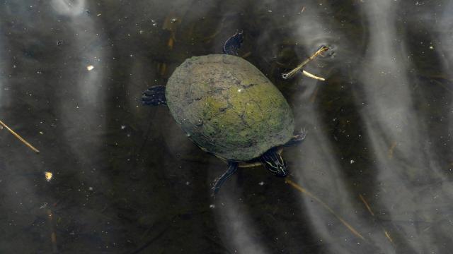 Una tortuga de florida nada en el parque de las Llamas de Santander.