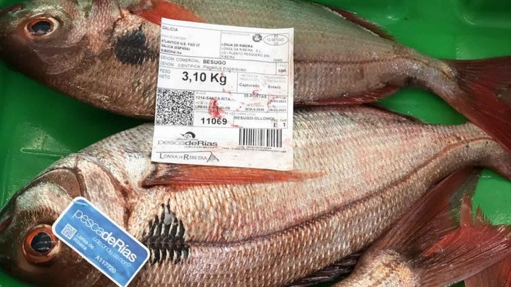Besugos certificados con etiquetas pescadeRias (flota artesanal) en una subasta en la lonja de Ribeira (A Coruña).