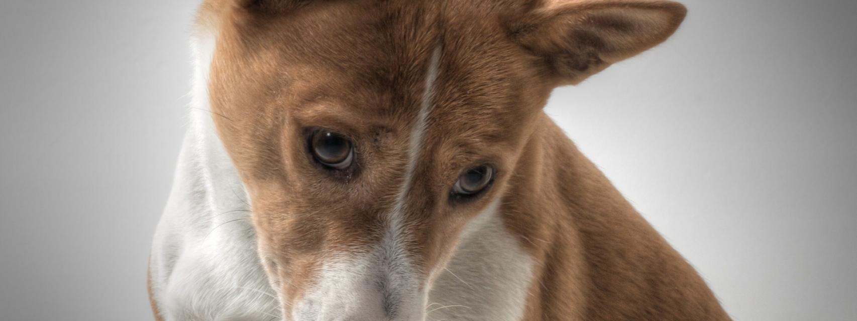 son los grandes perros de montaña suizos los perros más inteligentes