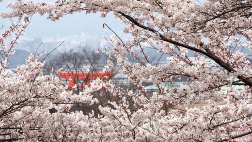 Imagen de la primavera e Japón