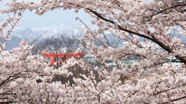 Imagen de la primavera e Japón