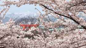 Imagen de la primavera e Japón