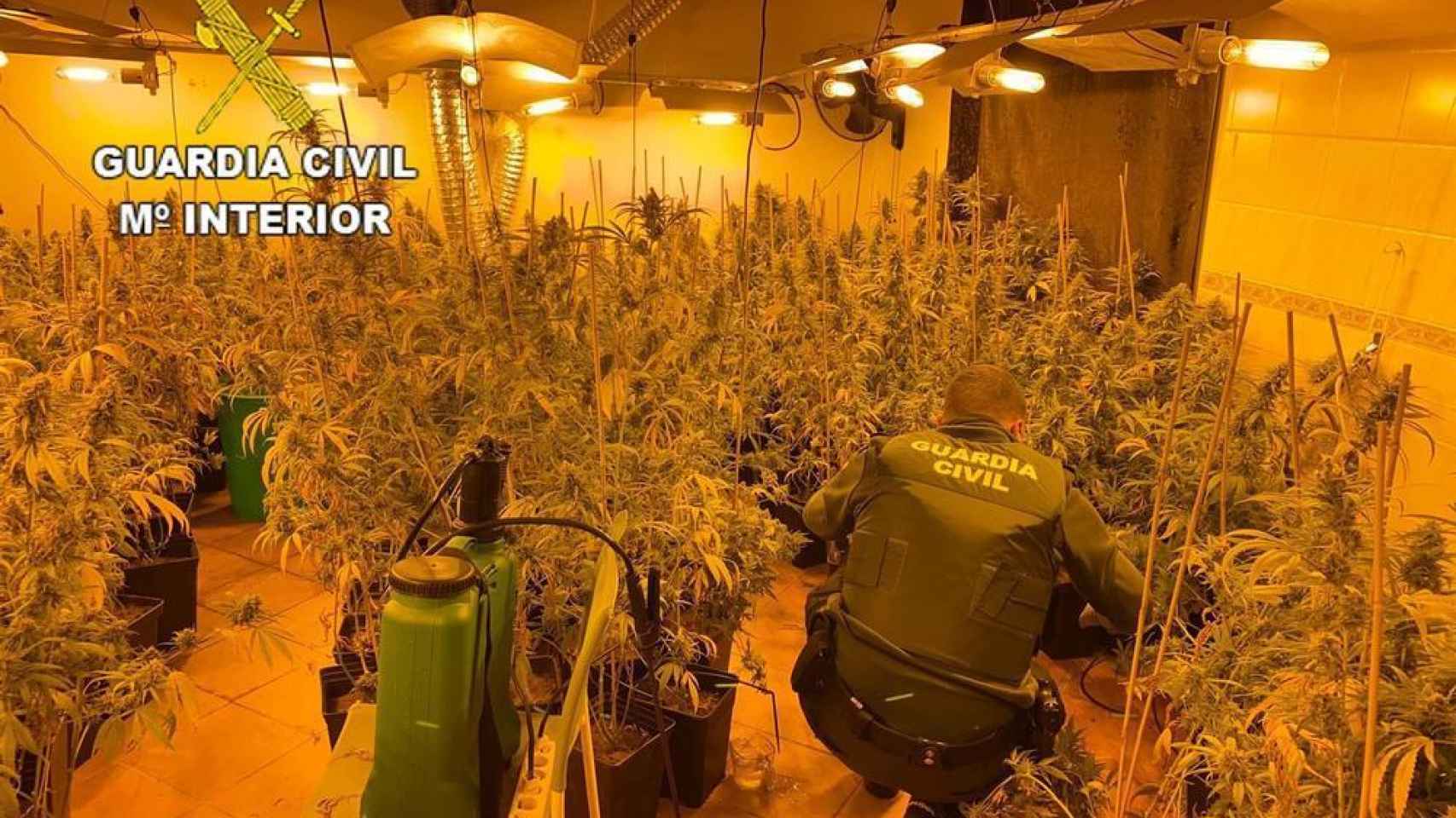 El detenido y supuesto 'fallecido' desde 2004, cultivaba marihuana.
