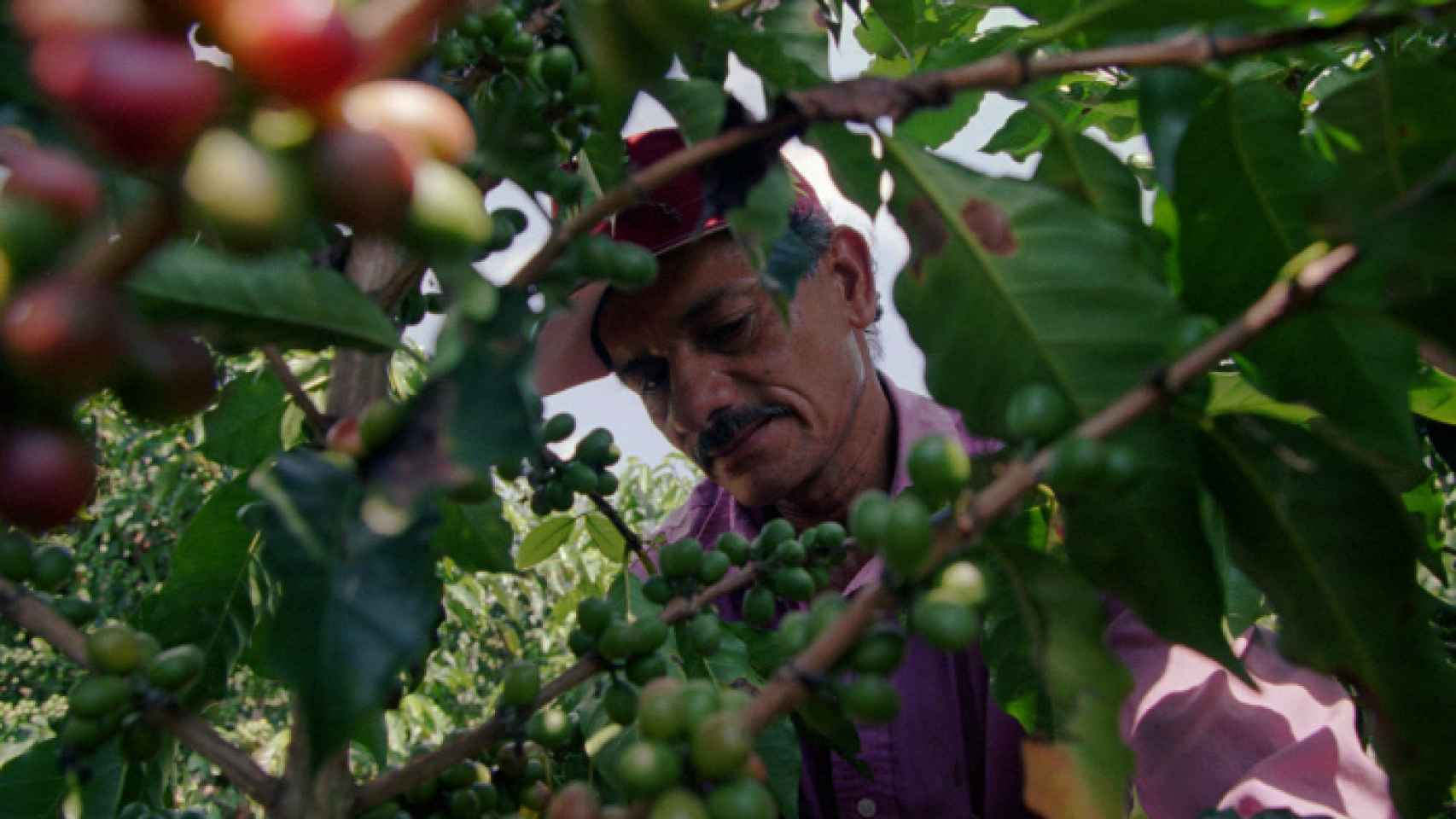 Plantaciones de café en Colombia.