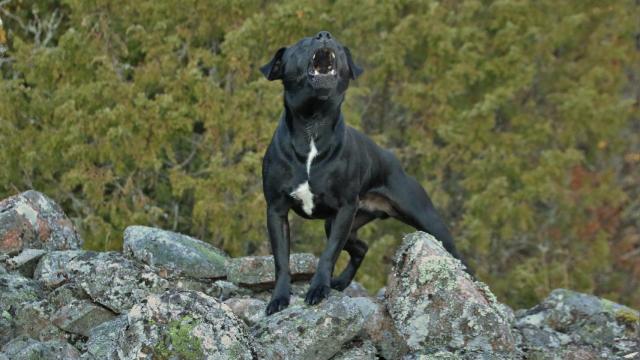 ¿Por qué mi perro gruñe cuando juega?