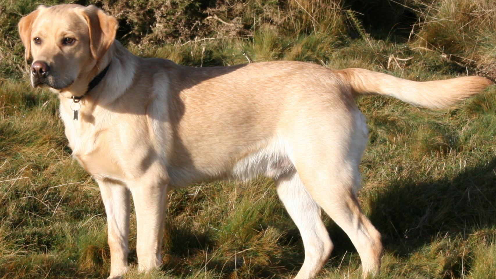 son leales los perros de carolina