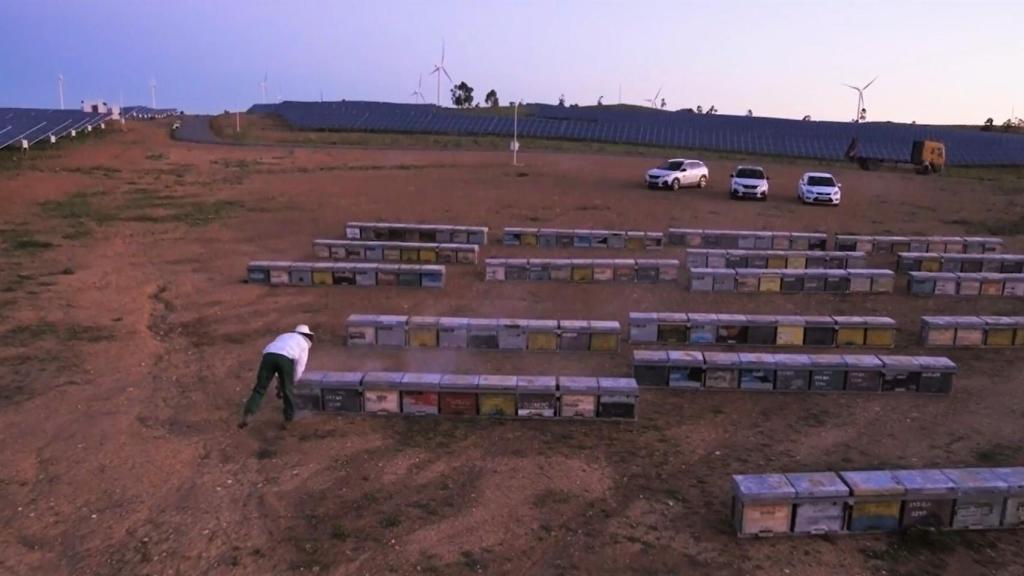 Las colmenas instaladas en la planta fotovoltaica de Iberdrola en Huelva.