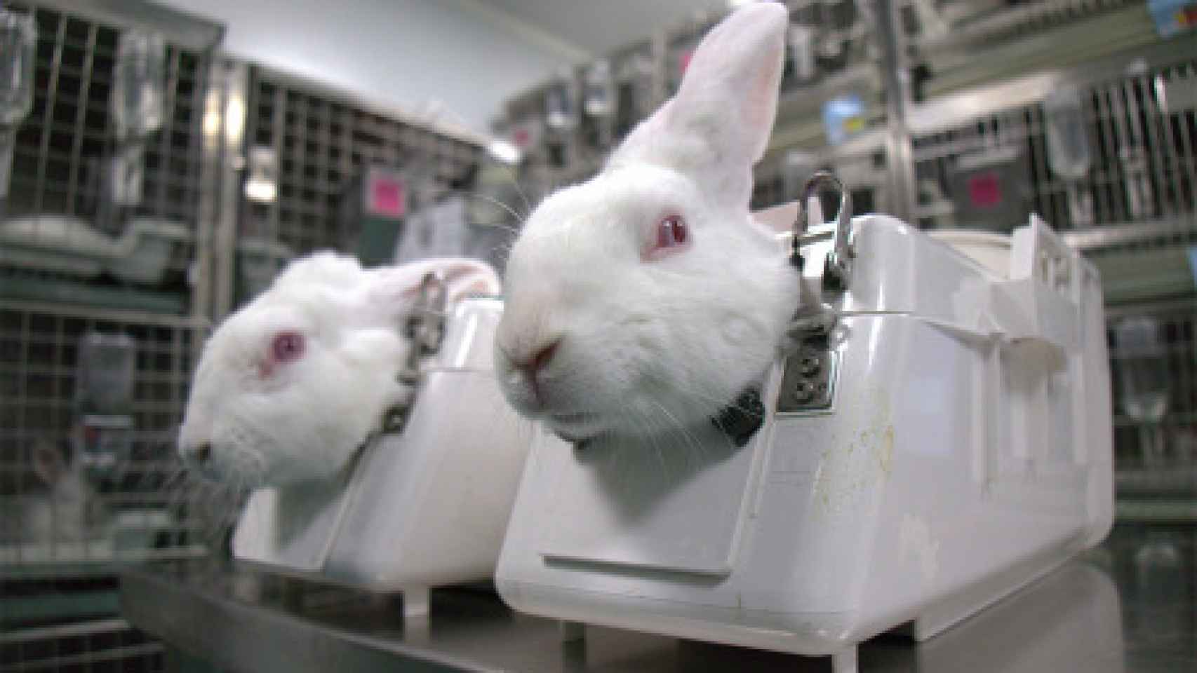 Conejos utilizados por el laboratorio para experimentos.
