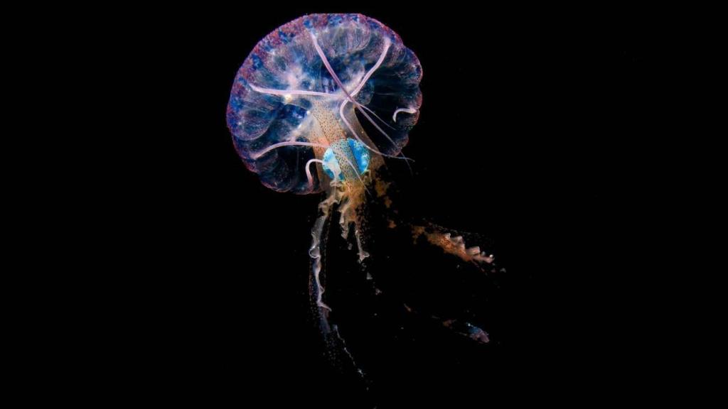 Pelagia noctiluca con un plástico azul en su interior, tomada en mayo de 2020 en aguas de Sardina del Norte, Gran Canaria.