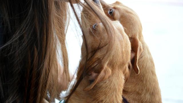 Por qué no deberías dejar que tu perro te lama la cara