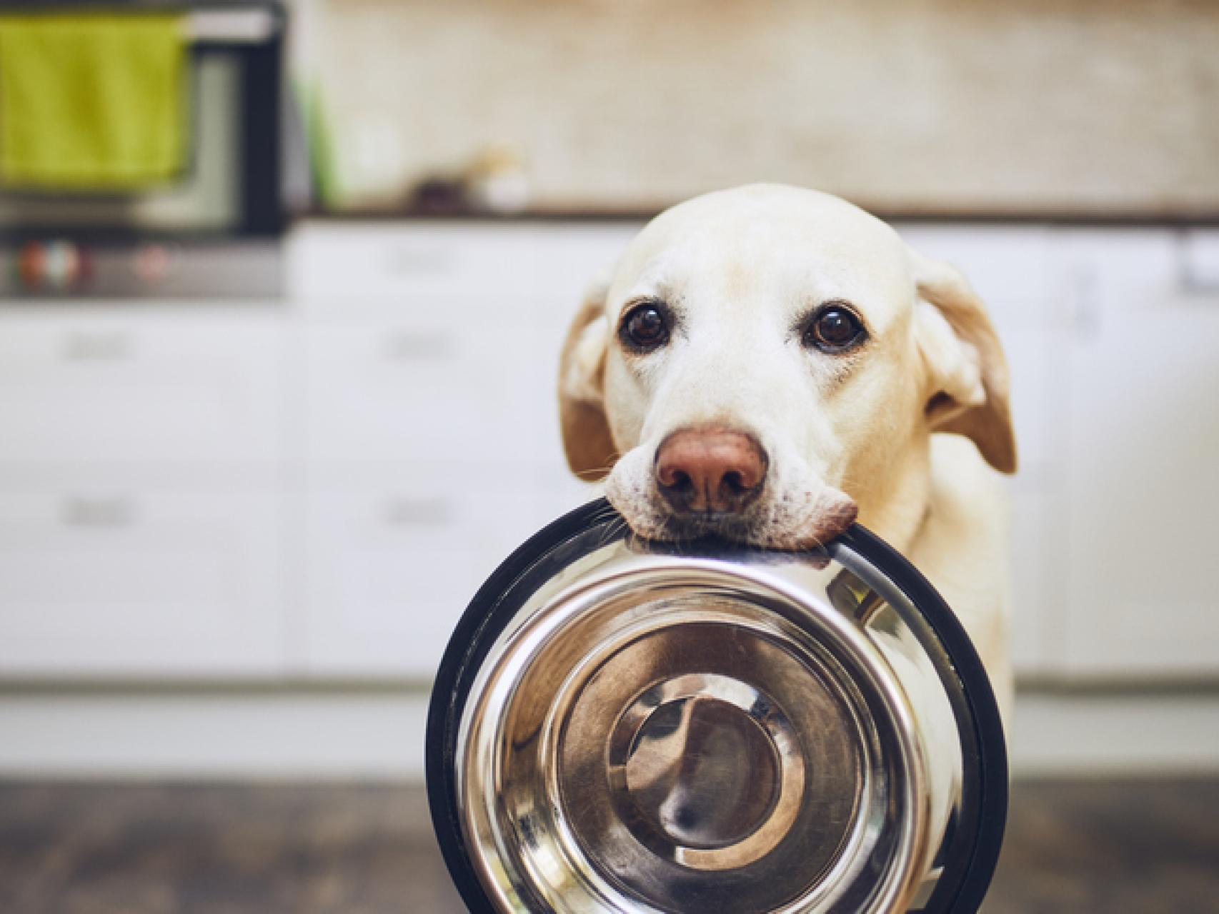 los perros pueden estar bien sin dientes