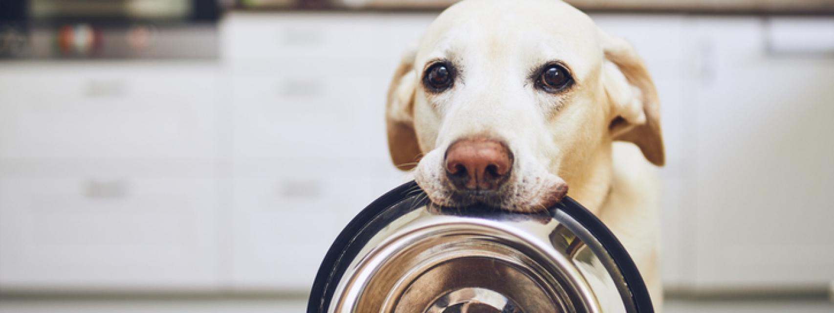 los perros pueden estar bien sin dientes