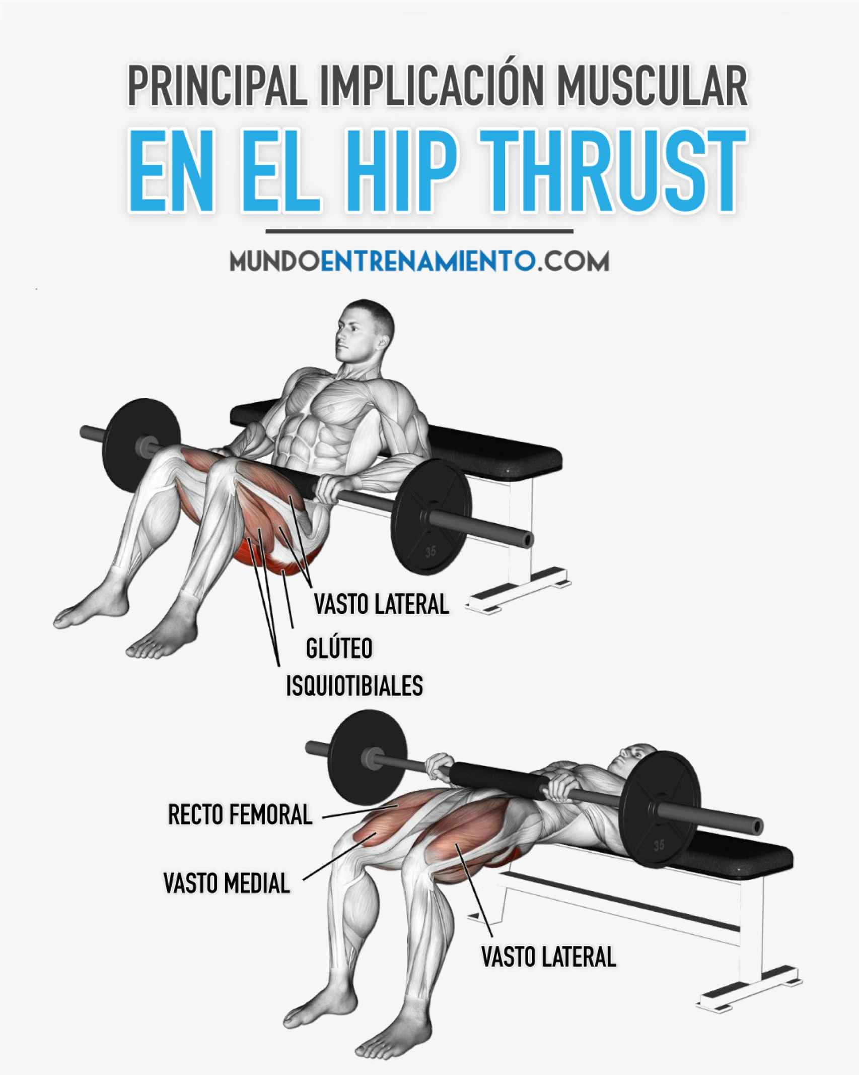 Principal musculatura implicada en el hip thrust
