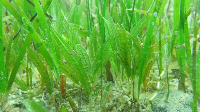 Pradera de 'Halophila stipulacea'.