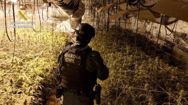 Desmantelada una plantación de marihuana 'indoor' en Fuentenovilla (Guadalajara) con 785 plantas