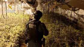 Desmantelada una plantación de marihuana 'indoor' en Fuentenovilla (Guadalajara) con 785 plantas